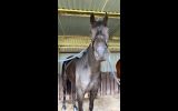 6yr gelding OTT on HorseYard.com.au (thumbnail)