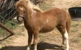 Beautiful AMPS/APSB colt - Needs handling on HorseYard.com.au (thumbnail)