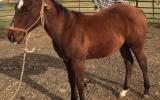 Bay Filly on HorseYard.com.au (thumbnail)