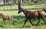 Arabian Warmblood Broodmare on HorseYard.com.au (thumbnail)