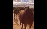 Companion, horsemanship partner, possible riding mate on HorseYard.com.au (thumbnail)
