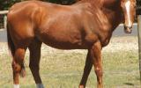 16yo Gelding ideal 2nd horse for pony club on HorseYard.com.au (thumbnail)