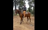 Beautiful 4yo ASHx 15.2hh gelding on HorseYard.com.au (thumbnail)