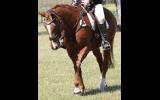 16yo Gelding ideal 2nd horse for pony club on HorseYard.com.au (thumbnail)