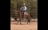 Beautiful 4yo ASHx 15.2hh gelding on HorseYard.com.au (thumbnail)