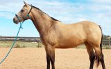 Buckskin mare registered AQH on HorseYard.com.au (thumbnail)
