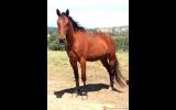 Sweet, handsome gelding. on HorseYard.com.au (thumbnail)