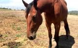 Sweet, handsome gelding. on HorseYard.com.au (thumbnail)