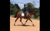 Bay Arabian gelding on HorseYard.com.au (thumbnail)