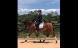 Bay Arabian gelding on HorseYard.com.au (thumbnail)