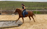 Friendly Australian Riding Pony on HorseYard.com.au (thumbnail)