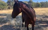 Handsome project standardbred on HorseYard.com.au (thumbnail)