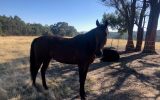 Handsome project standardbred on HorseYard.com.au (thumbnail)