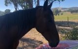 Handsome project standardbred on HorseYard.com.au (thumbnail)