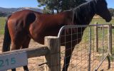 Handsome project standardbred on HorseYard.com.au (thumbnail)