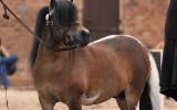 AMPS/APSB Buckskin - in foal - must go south/west on HorseYard.com.au (thumbnail)