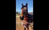 Pretty Potential Plus Mare on HorseYard.com.au (thumbnail)