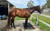 Roger 11yr old 16hh OTTB gelding on HorseYard.com.au (thumbnail)