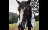 Clydie cross Stock Horse on HorseYard.com.au (thumbnail)