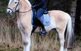 Tos 3 Year Old Friesian Gelding . on HorseYard.com.au (thumbnail)