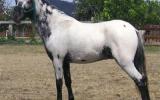 mini mare in foal..homozygous black, overo, appy on HorseYard.com.au (thumbnail)