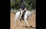 Beautiful Pony looking for new home. on HorseYard.com.au (thumbnail)