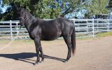 HOMOZYGOUS BLUE ROAN STALLION on HorseYard.com.au (thumbnail)