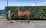Stunning Nicconi 5Yr Mare Ex Sound Race Horse on HorseYard.com.au (thumbnail)