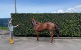Stunning Nicconi 5Yr Mare Ex Sound Race Horse on HorseYard.com.au (thumbnail)