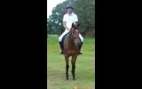 Sapphire - Lovely 4yo Percheron/TB mare on HorseYard.com.au (thumbnail)
