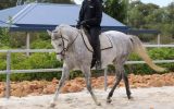 Pretty All Rounder, Quarterhorse x Arabian on HorseYard.com.au (thumbnail)