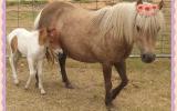Two Sweet Kids Ponies  on HorseYard.com.au (thumbnail)