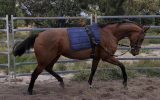 QUALITY MARE on HorseYard.com.au (thumbnail)