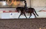 16.2 Bay/Brown Dressage Gelding on HorseYard.com.au (thumbnail)