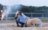 Beginner Quarter Horse Palomino on HorseYard.com.au (thumbnail)