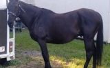 Winston Thoroughbred never went to pre- training. on HorseYard.com.au (thumbnail)