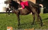 Winston Thoroughbred never went to pre- training. on HorseYard.com.au (thumbnail)