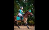 ALL ROUNDER WELSH COB FOR CAPABLE RIDER- BRILLIANT SHOWJUMPER  on HorseYard.com.au (thumbnail)