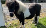 Minature shetland on HorseYard.com.au (thumbnail)