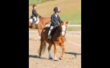 Great Second Pony on HorseYard.com.au (thumbnail)