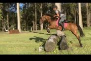 Talented Brumby Mare on HorseYard.com.au