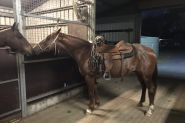 Beautiful Roan QH x mare  on HorseYard.com.au