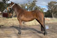 Delta Reg ARP Mare, Project/Broodmare/Show  on HorseYard.com.au