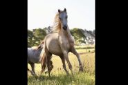 Welsh Palomino mare  on HorseYard.com.au