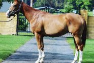 Green TB on HorseYard.com.au