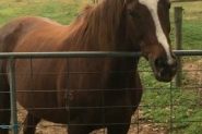 Lease on HorseYard.com.au