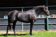 Black QH mare  on HorseYard.com.au