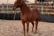 7yr old chestnut quarter horse cross  on HorseYard.com.au