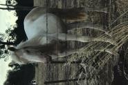Stunning pally and white colt  on HorseYard.com.au