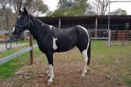 3yo Black & White Gelding  on HorseYard.com.au